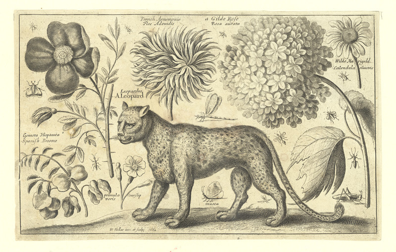 Hollar, Václav | Leopard, květiny a hmyz  | Displayed motifs: Flower, Carnivore, Leopard, Cheetah, 