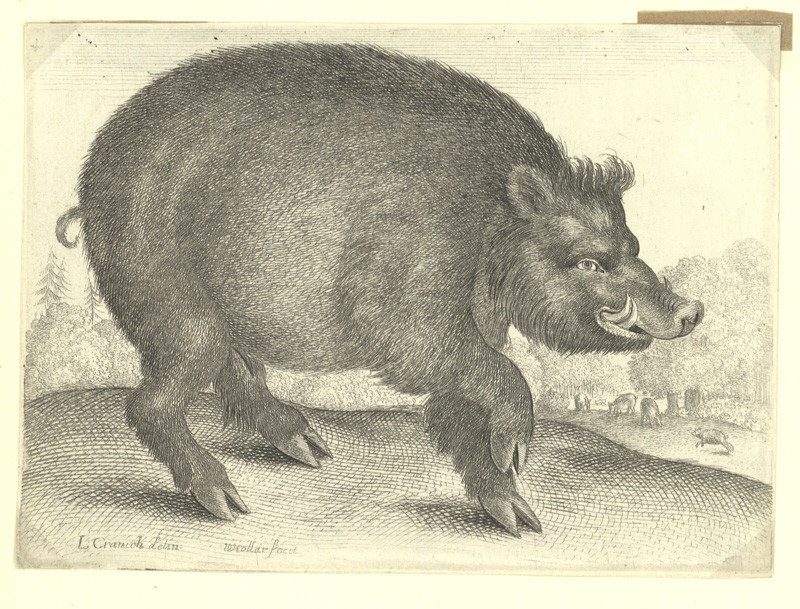 Hollar, Václav | Divoký kanec, podle Lucase Cranacha | Displayed motifs: Pig, Putto, Animal, 