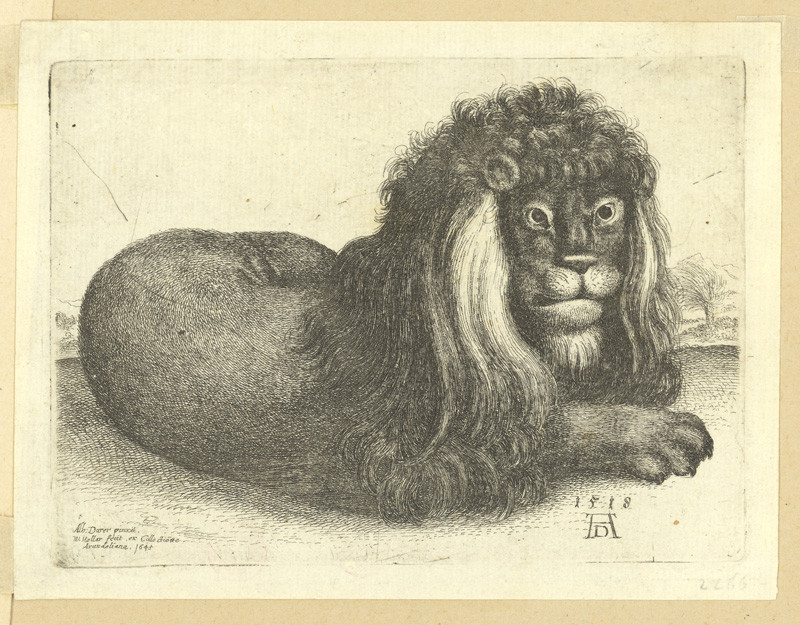 Hollar, Václav | Ležící lev, podle Albrechta Dürera | Displayed motifs: Monkey, Animal, Dog, Lion, 