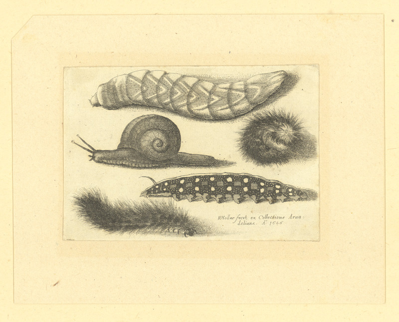 Hollar, Václav | Čtyři housenky a hlemýžď | Displayed motifs: Snail, Insect, Caterpillar, 