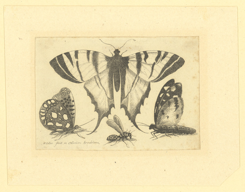 Hollar, Václav | Otakárek fenyklový, jiní motýli a vosa | Displayed motifs: Butterfly, Coat of arms, 