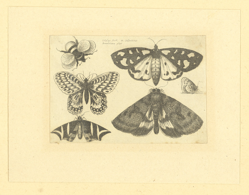 Hollar, Václav | Čmelák a pět motýlů | Displayed motifs: Butterfly, Coat of arms, Insect, Moths and butterflies, 