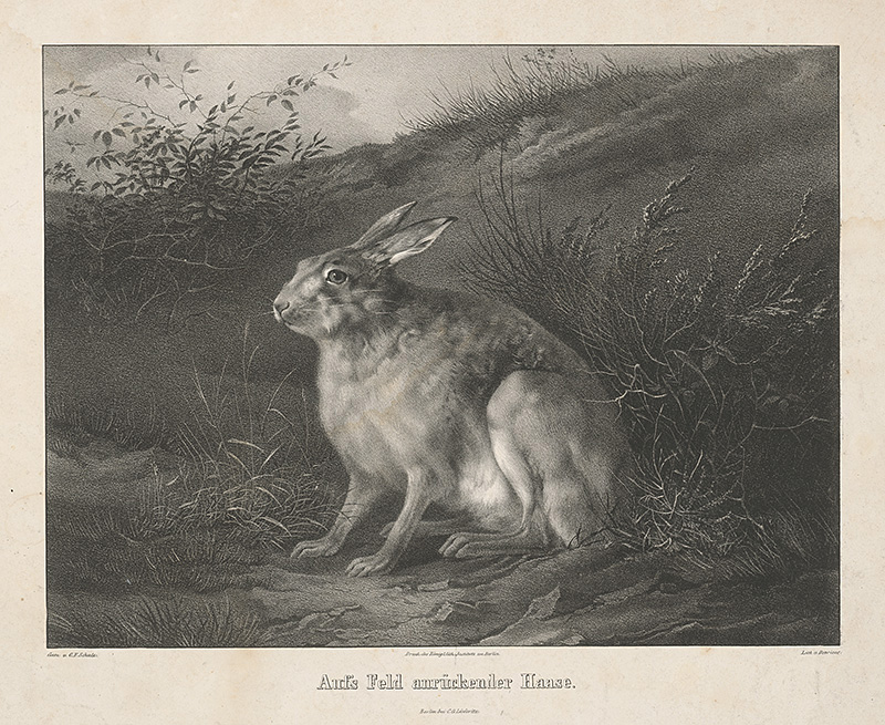 Devrient, Wilhelm | Zajac | Displayed motifs: Rabbit, Angel, Plant, 