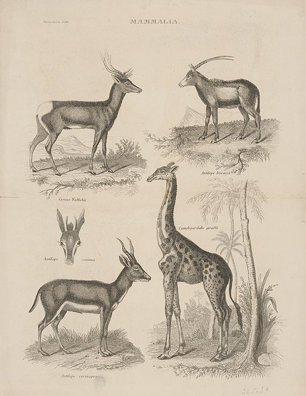 Meyer, Friedrich Rudolf | Biologické tabuľky | Displayed motifs: Giraffe, Antelope, Deer, Latin cross, 