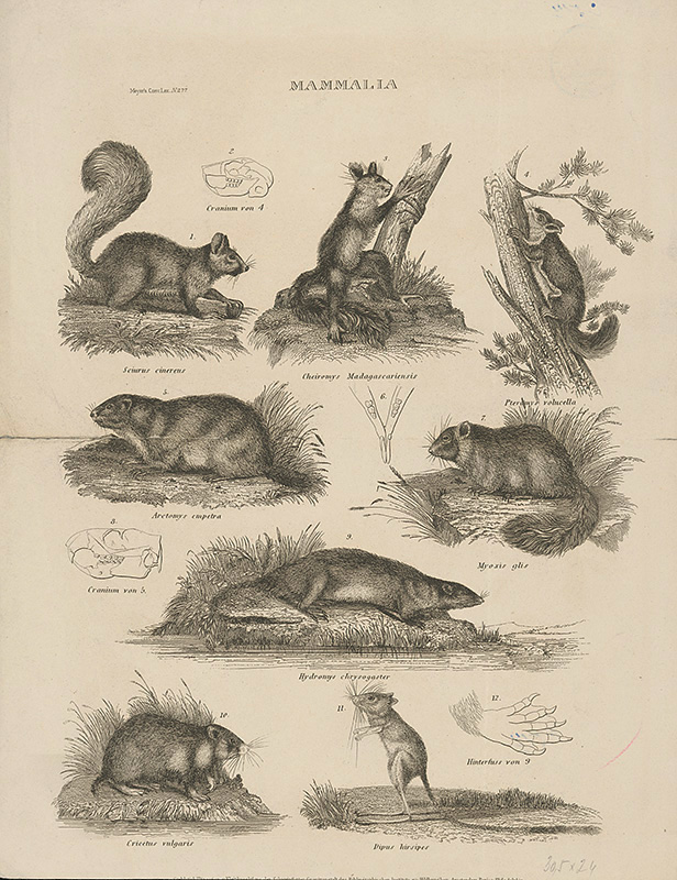 Meyer, Friedrich Rudolf | Biologické tabuľky | Displayed motifs: Squirrel, Animal, Plant, 