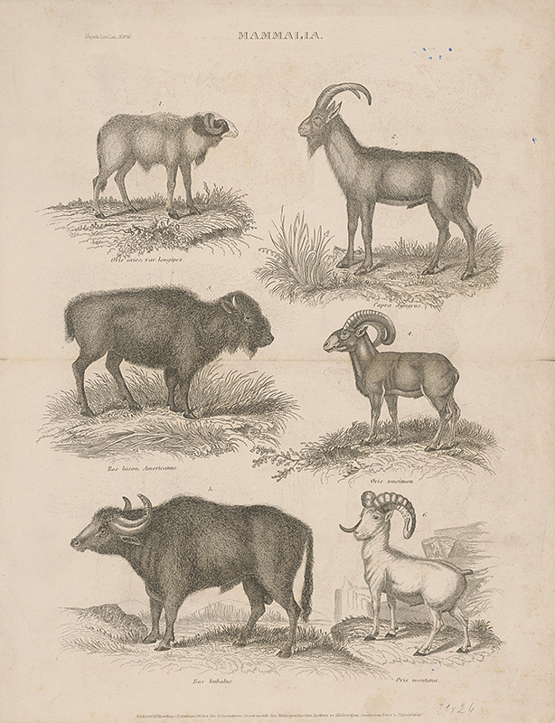 Meyer, Friedrich Rudolf | Biologické tabuľky | Displayed motifs: Goat, Animal, Cattle, Sheep, Bull, 