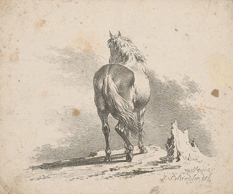 Schindler, Johann Josef | Kôň | Displayed motifs: Camel, Horse, Animal, 