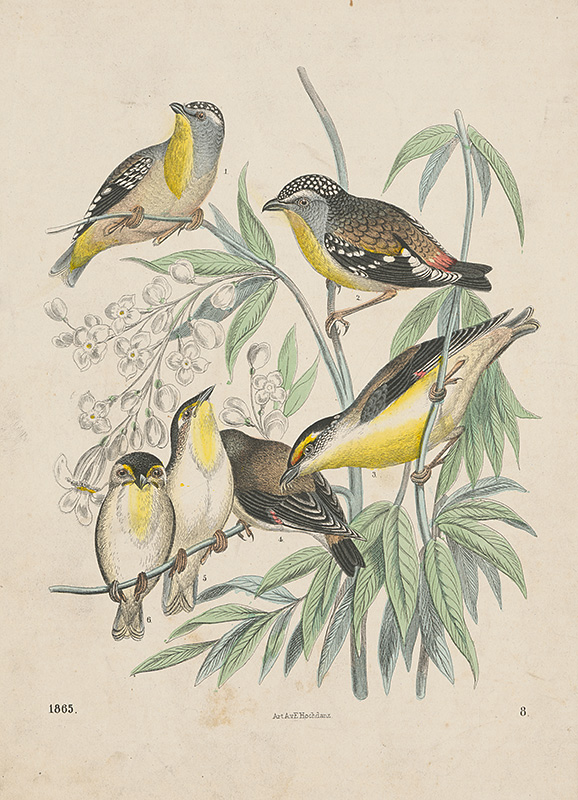 Nemecký grafik z 19. storočia | Štúdie vtákov | Displayed motifs: Bird, White dove, Woodpecker, Falcon, Angel, 