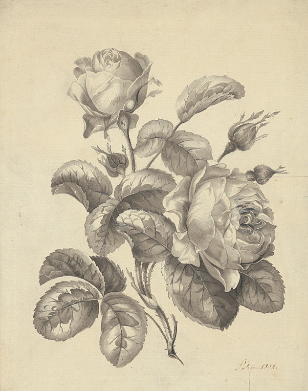 Potier, Hubert Joseph | Ruže | Displayed motifs: Rose, Flower, Coat of arms, 