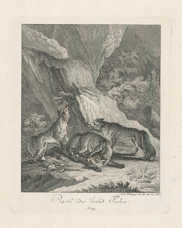 Ridinger, Johann Elias | Líšky | Displayed motifs: Animal, Mammal, Carnivore, 