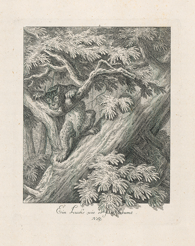 Ridinger, Johann Elias | Loviaci rys | Displayed motifs: Tree, Latin cross, Plant, Animal, Mammal, 