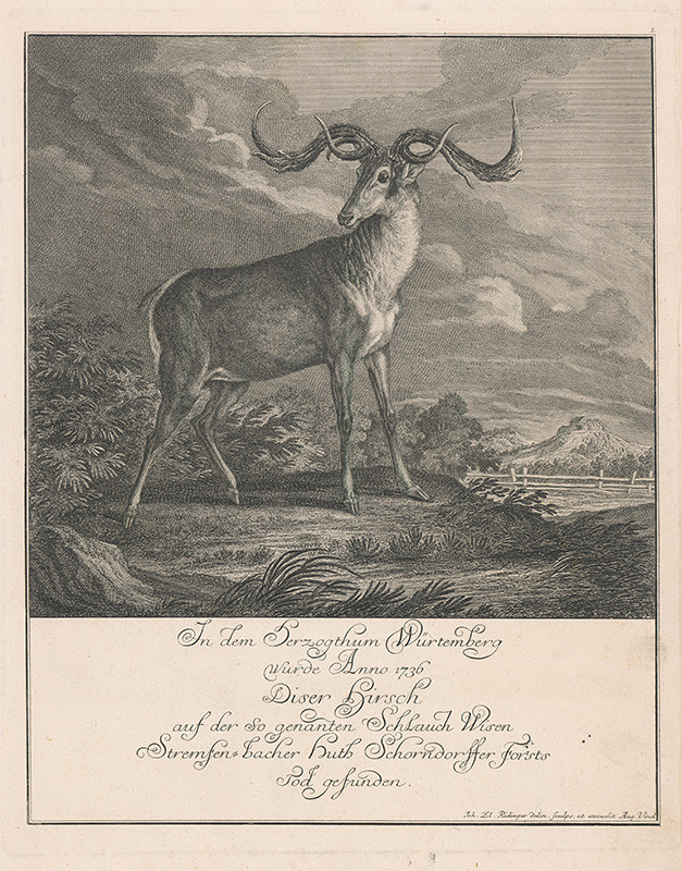 Ridinger, Johann Elias | Jeleň | Displayed motifs: Antelope, Deer, 