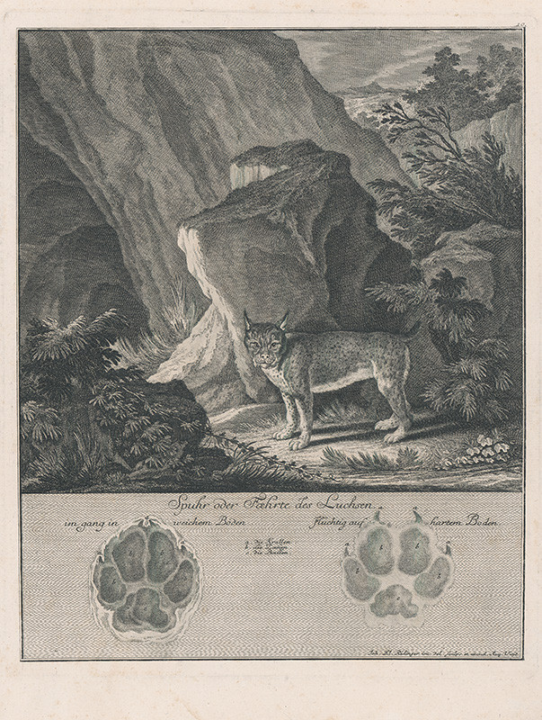 Ridinger, Johann Elias | Rys | Displayed motifs: Carnivore, Cat, Tree, Coat of arms, 