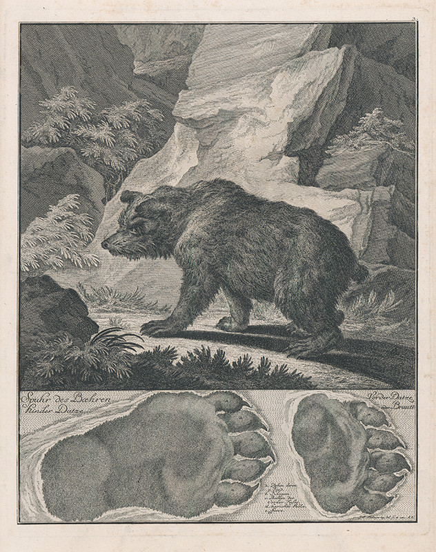 Ridinger, Johann Elias | Medveď | Displayed motifs: Brown bear, Animal, Bear, 