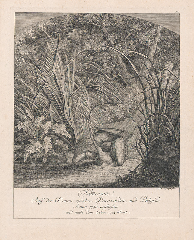 Ridinger, Johann Elias | Pelikán | Displayed motifs: Tree, Plant, 