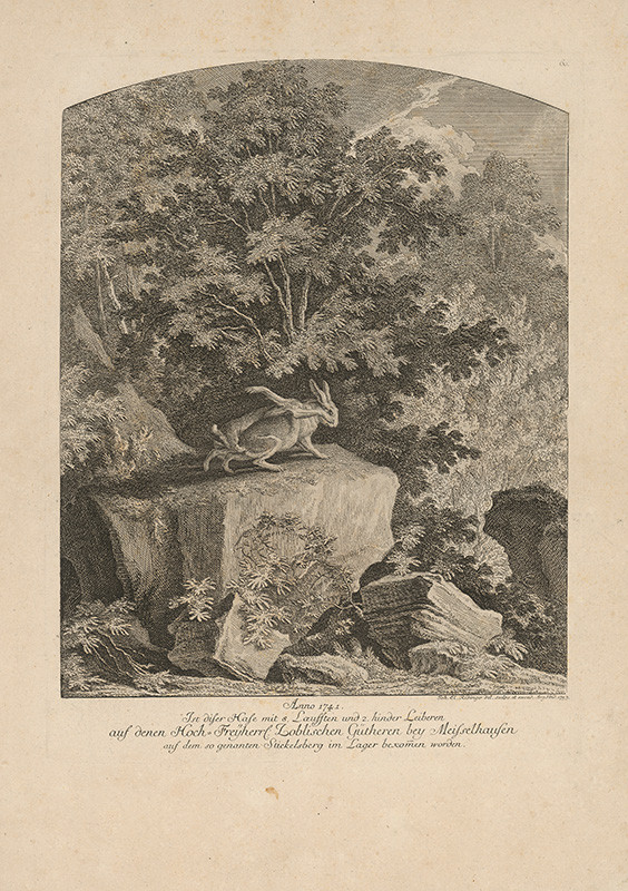 Ridinger, Johann Elias | Zajac s 8 nohami | Displayed motifs: Animal, Tree, 