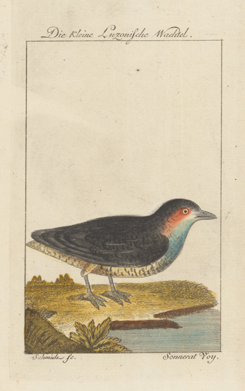 Schmidt, Johann Georg | 1. ilustrácia | Displayed motifs: Bird, 