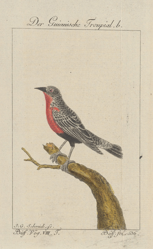 Schmidt, Johann Georg | 4. ilustrácia | Displayed motifs: Bird, White dove, 