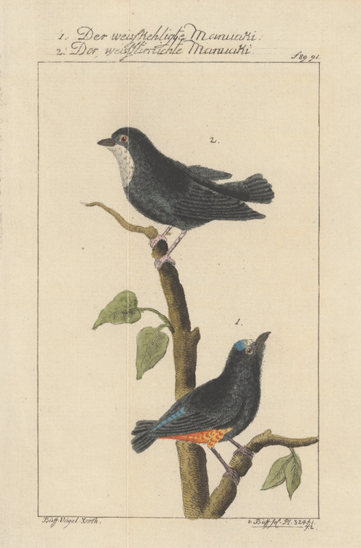 Schmidt, Johann Georg | 5.ilustrácia | Displayed motifs: Bird, White dove, Angel, 