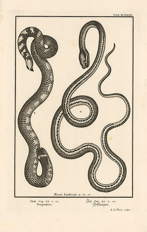 Füssli, Johann Melchior, Pintz, Johann Georg | Dva hady | Displayed motifs: Snake, 