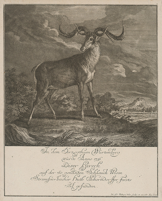 Ridinger, Johann Elias | Jeleň,zastrelený r.1736 vo Würtenbergu | Displayed motifs: Deer, Antelope, 