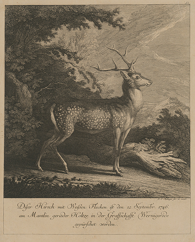 Ridinger, Johann Elias | Jeleň s bielymi škvrnami | Displayed motifs: Deer, Tree, Antelope, Animal, 