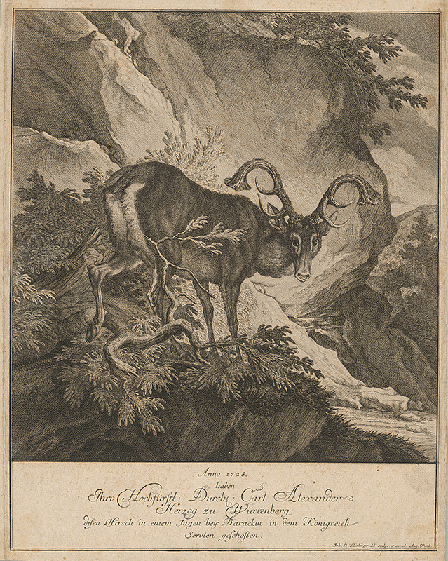 Ridinger, Johann Elias | Jeleň Karla Alexandra z Würtenbergu | Displayed motifs: Deer, Animal, 