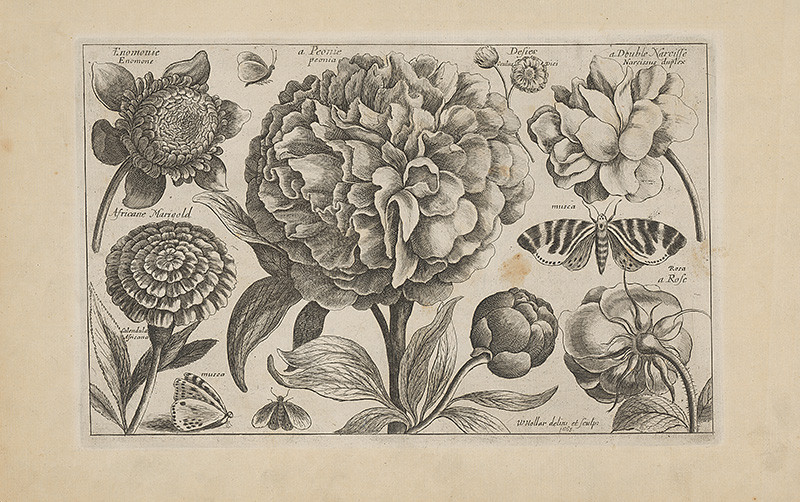 Hollar, Václav | Pivonka | Displayed motifs: Flower, Butterfly, 