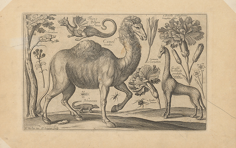 Hollar, Václav, Loggan, David | Ťava | Displayed motifs: Camel, Animal, Flower, Angel, White dove, 