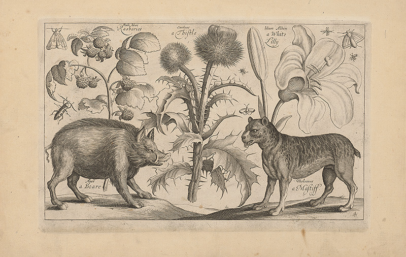 Hollar, Václav | Diviak | Displayed motifs: Pig, Flower, Dog, Butterfly, Latin cross, Animal, 