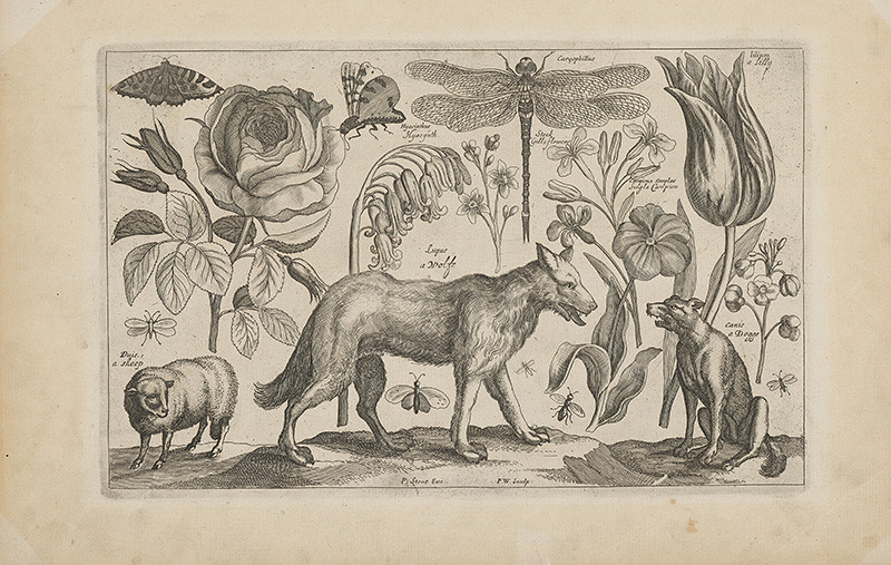 Hollar, Václav, Stent, Peter | Vlk | Displayed motifs: White dove, Dog, Rose, Pig, Flower, Butterfly, Angel, 