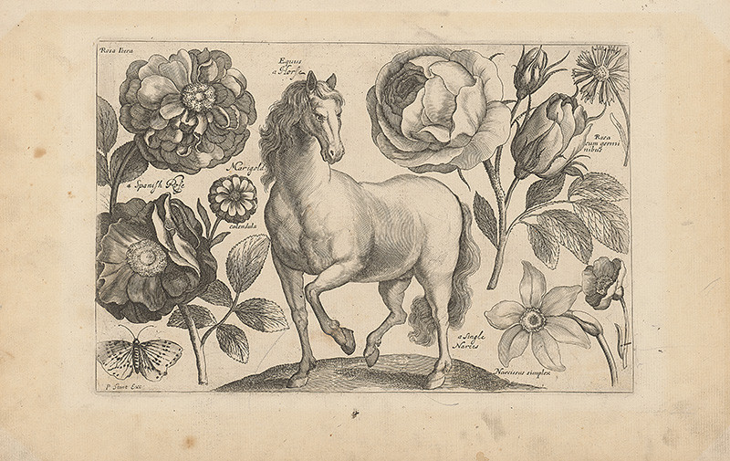 Hollar, Václav, Stent, Peter | Kôň | Displayed motifs: Horse, Flower, Butterfly, Animal, Rose, White dove, 