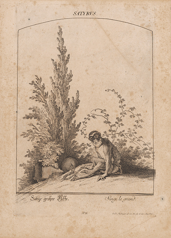 Vindel, August, Ridinger, Johann Elias | Satyrus | Displayed motifs: Monkey, Tree, Plant, Human face, 