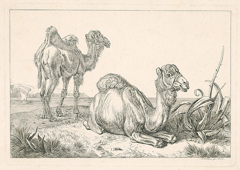 Klein, Johann Adam | Ťavy | Displayed motifs: Camel, Plant, Angel, Animal, 
