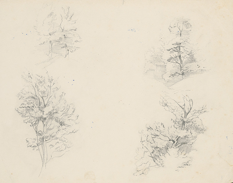 Mednyánszky, Ladislav | Štúdia stromov | Displayed motifs: Tree, Plant, 