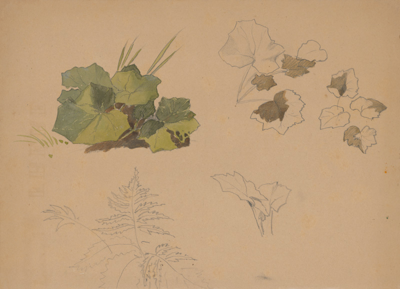 Scheidlin, Friedrich Carl von | Štúdia listov II. | Displayed motifs: Plant, Flower, Butterfly, Tree, Putto, 