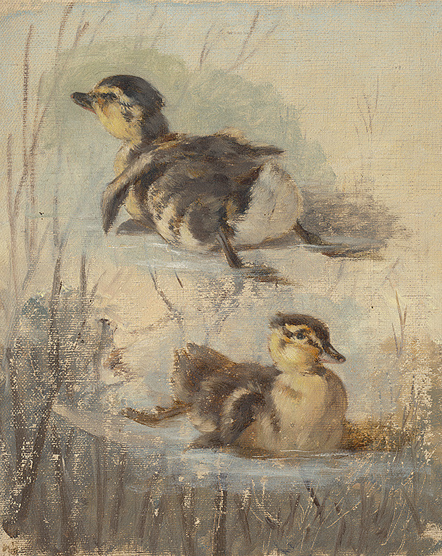 Scheidlin, Friedrich Carl von | Štúdia kačíc na vode II. | Displayed motifs: Duck, Bird, Animal, Halo, 