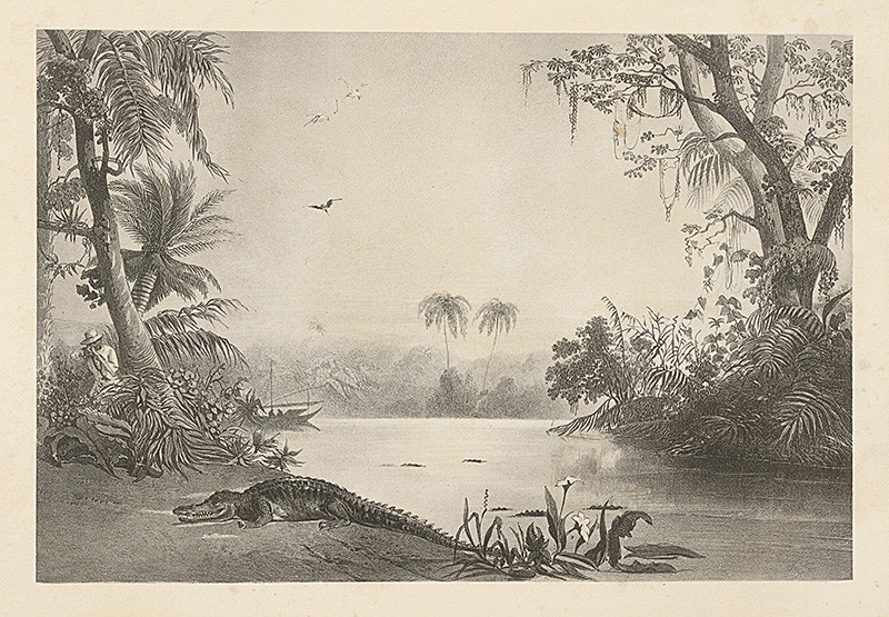 Andrássy, Emanuel | Číhanie na krokodíla (Motív z cesty po východnej Indii VIII.) | Displayed motifs: Tree, White dove, Crocodile, Lizard, Bird, Palm tree, 