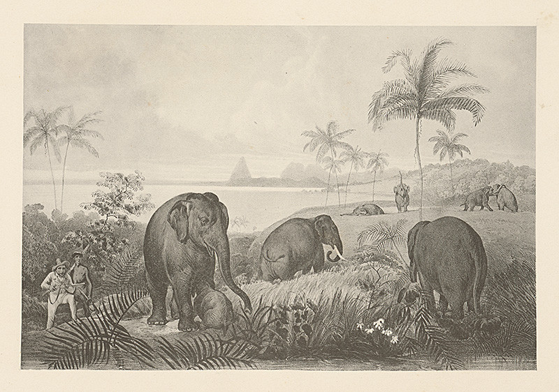 Andrássy, Emanuel | Lov na slony so zakrádajúcimi sa lovcami (Motív z cesty po východnej Indii XIII.) | Displayed motifs: Palm tree, Pig, Rhinoceros, Animal, Hippopotamus, Tree, Clothing, 