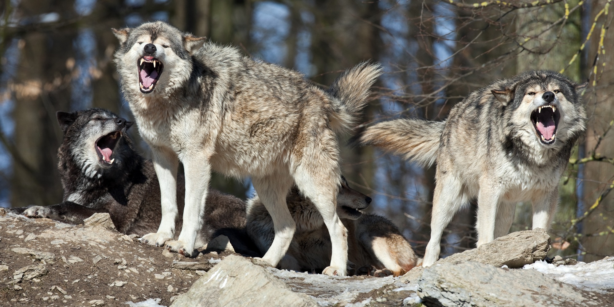 Experiment could see wolves reintroduced to Scotland TFN