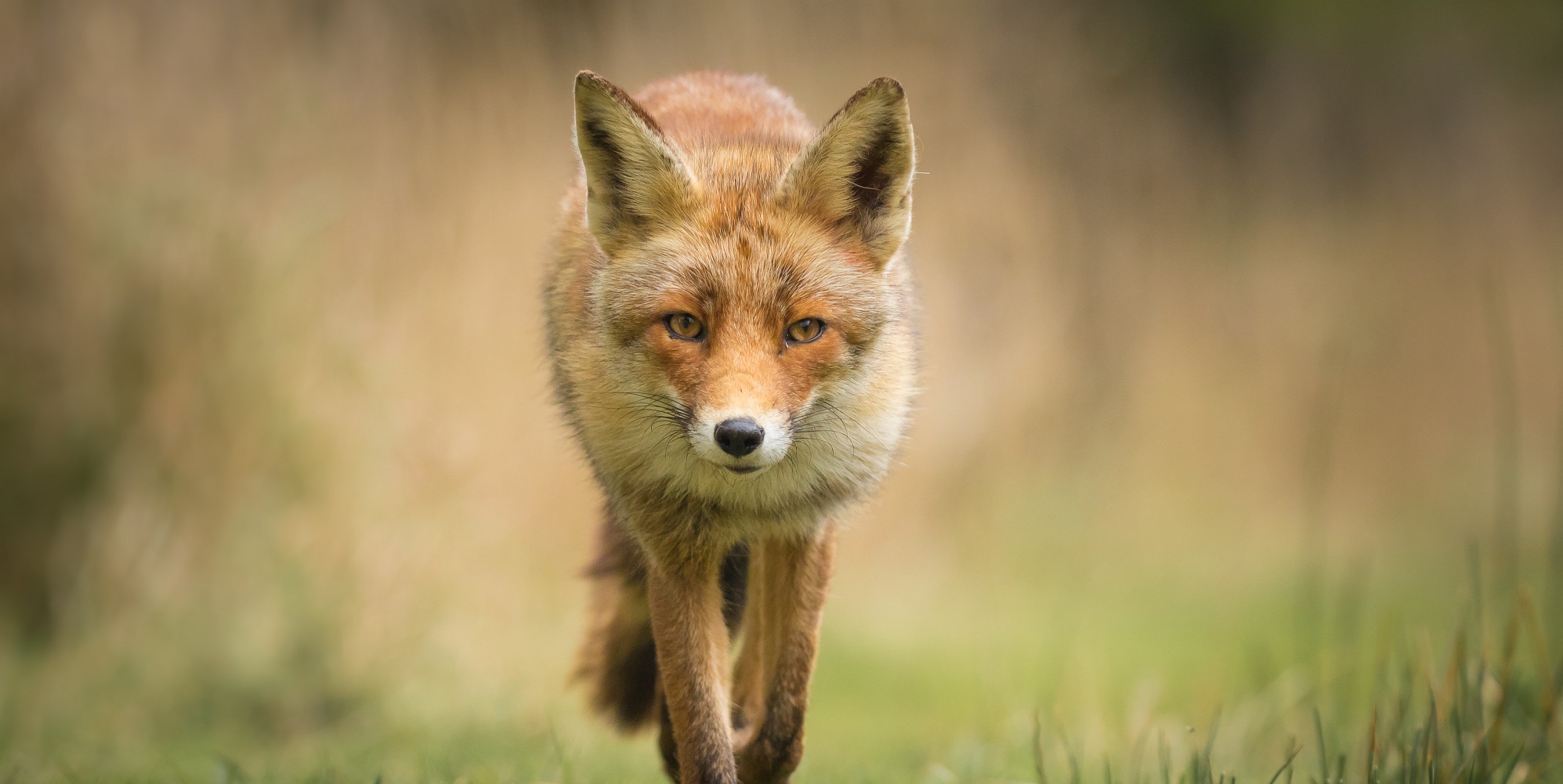 Campaigners film illegal fox hunting in Scotland - TFN