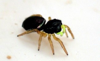 Bog sun-jumping spider