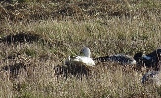 Leucistic goose. Credit: Rowena Flavelle