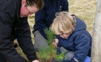 A youngster from Killin Green Team plants a Scots Pine tree on the slope of Ben Lawers