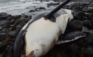 Lulu, found washed up on Tiree