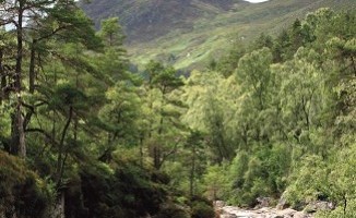 Caledonian Forest