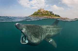 Basking shark