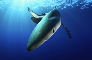 Blue shark