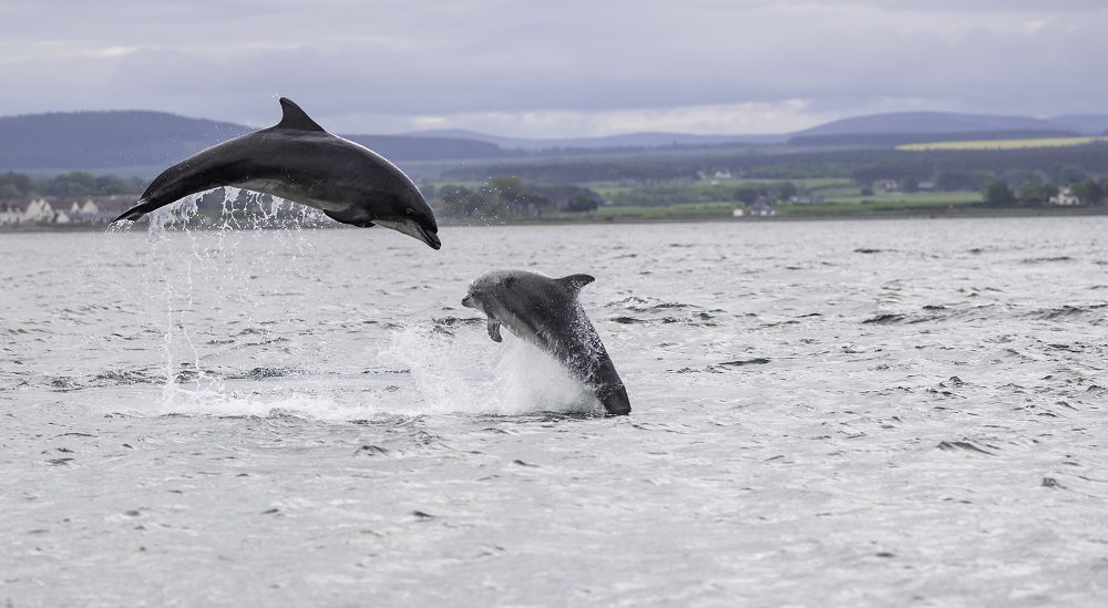 National Whale and Dolphin Watch begins