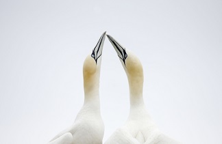 Northern gannet